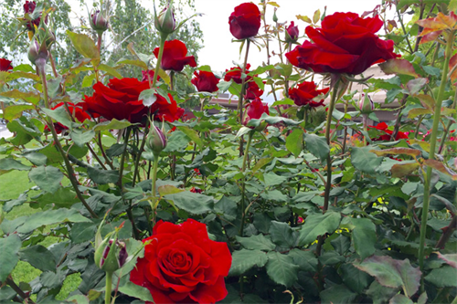 Hoa hồng Đà Lạt trên đất Đắk Nông