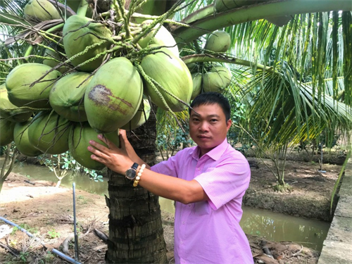 Anh nông dân Trà Vinh trồng dừa sáp thành triệu phú